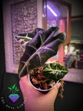 Alocasia Polly Aurea