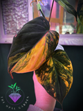 Orange mican philodendron