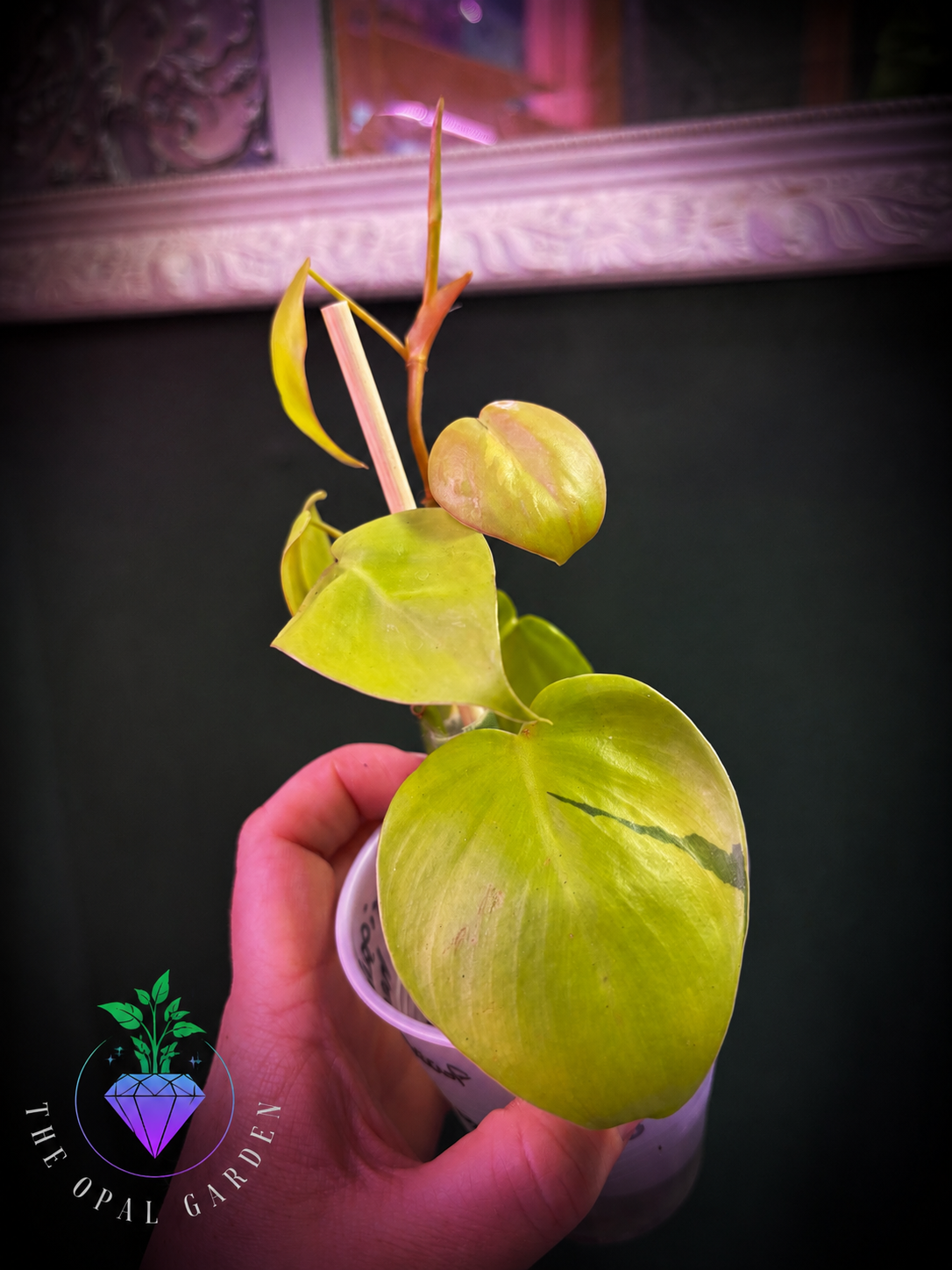 Philodendron lemon lime