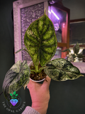 Alocasia dragon scale mint