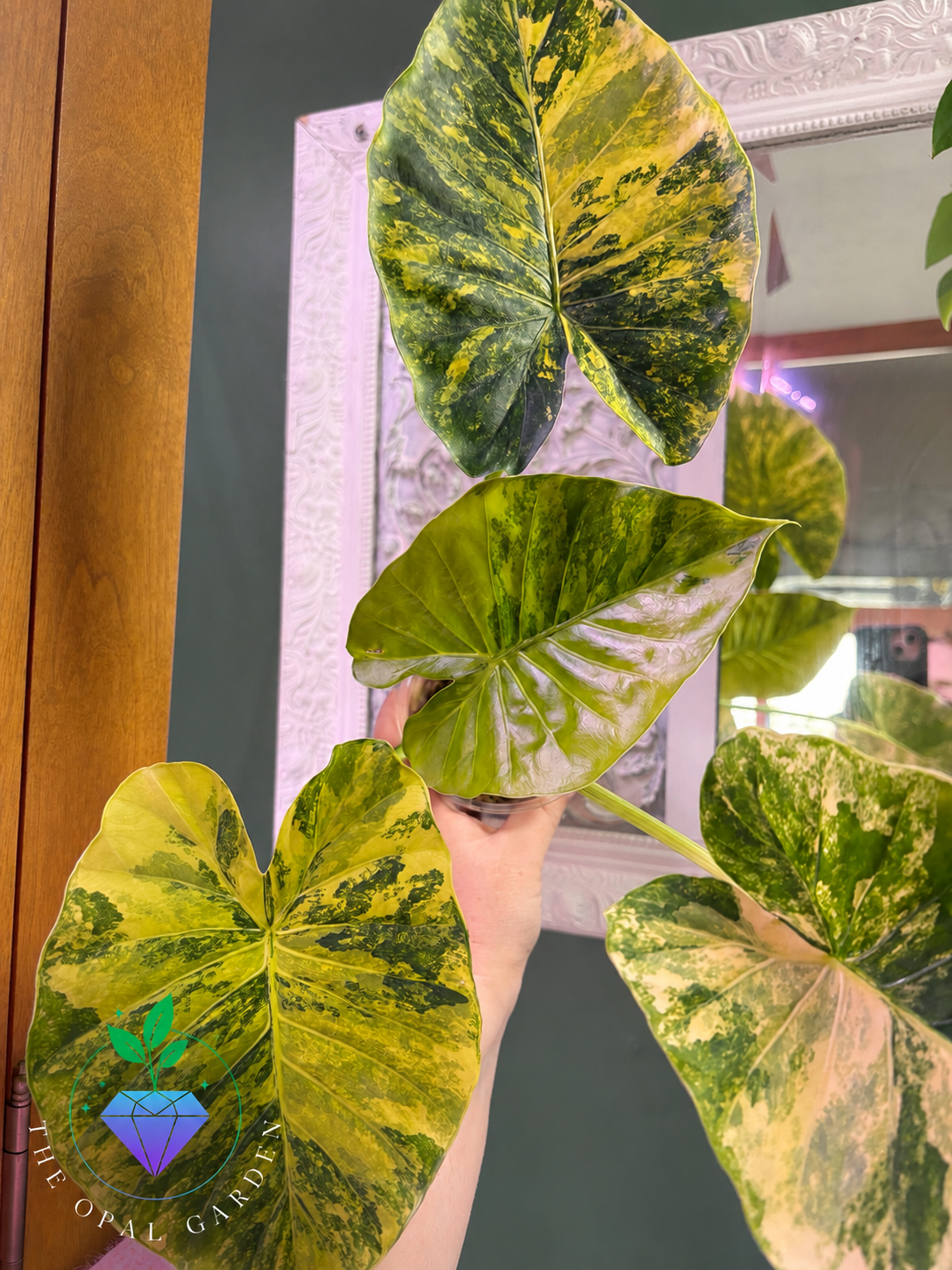 Alocasia Odora 'Gageana' Aurea Variegated