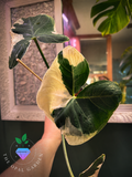 Alocasia Mickey Mouse