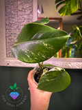 Monstera albo