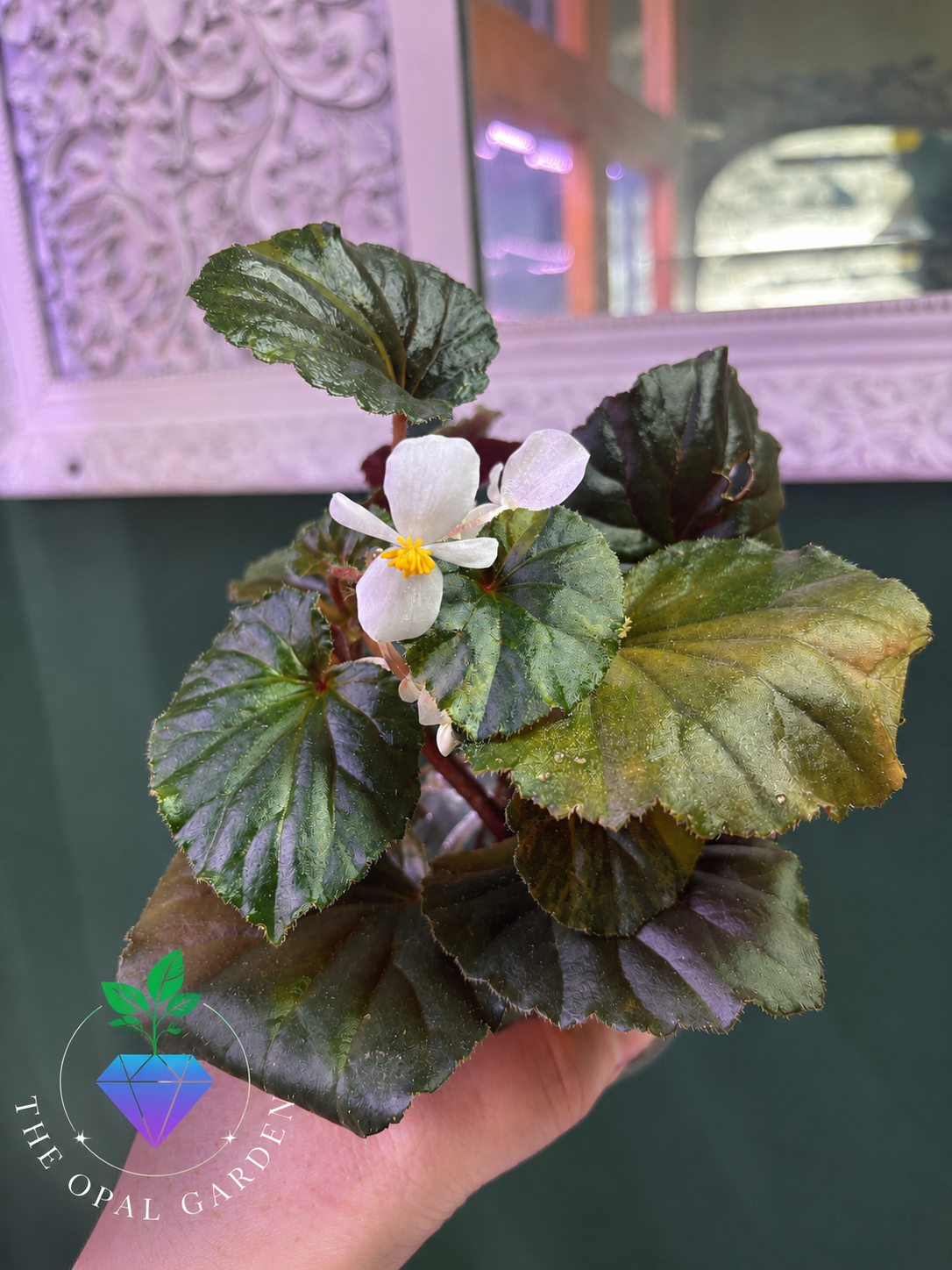Begonia aurea