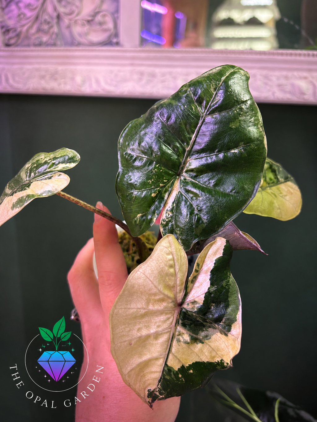 Alocasia Yucatán princess