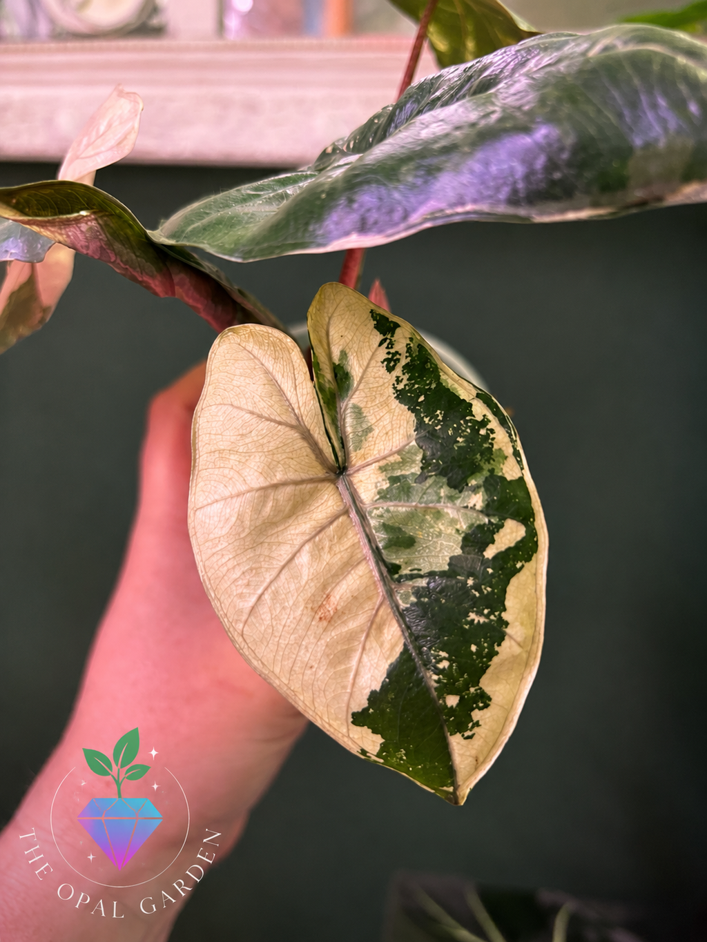 Alocasia Yucatán princess