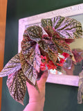 Begonia Snow Capped